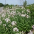 Saponaria (sapunica) officinalis: fotografija bilja, ljekovita svojstva, primjena